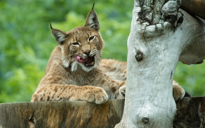 (c) Wildpark Assling / Zupanc (c) Wildpark Assling / Zupanc